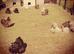 Hatching eggs available! Welsummer, buff orpingtons, mix colour pekins, ginifowl