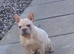 Female french bulldog