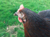Lovely bluebelle hens available as well as other breeds