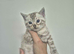 RARE clouded snow bengal kittens! TiCA registered