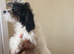 7 month old cavapoo boy