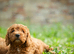Cockerpoo puppies for sale ready now