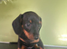 Daschunds