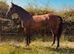 Gorgeous chunky mare