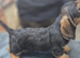 Standard wirehaired dachshund