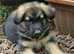 Beautiful litter of Long coated German Shepherd puppies
