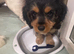 Cavapoo