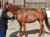 15.3hh Chestnut Appaloosa Cross Gelding 3yrs - Blank canvas