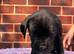 6 beautiful cane corso puppies for sale