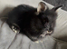 Pure bred double maned lionhead babies