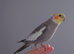 Hand tame male cockatiel