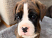 9 Beautiful Boxer Puppies