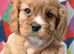 Adorable health tested Cavalier Pups
