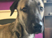 Turkish kangal x 10mth puppy