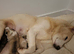 Husky puppies