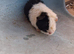 Male guinea pigs