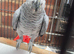 African grey parrot for sale