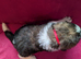 ST BERNARD PUPPIES