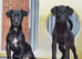 Both vaccines.. & READY NOW Miniature Patterpoo’s