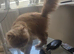 Male flat faced persian