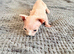 Beautiful Blue-Eyed Cream/Lilac Sphynx Girl &ndash; TICA Registered