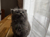 SOLD Bay girl British shorthair hair/persian