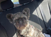 Fluffy French bulldog