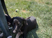 Saluki cross whippet pups