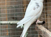 Cute Budgies