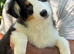 6 month old Australian shepherd boy pup