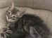 8 weeks kittens