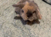 Mini lop boy