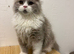 Gccf longhair male ready now