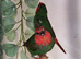 I have 4 spare cock redfaced parrot finch for sale.