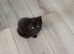 Scottish fold cross