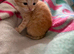 Kittens, ready mid july
