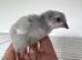 Lavender Leghorn Growers (Unsexed)