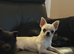 Ultimate micro tiny apple head chihuahua