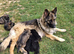 Kc registered german shepherd puppies