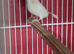 This years baby bengaliese finches