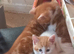4 very beautiful,  cute adorable kittens for sale