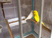 Breeding pair budgies