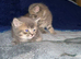 Adorable British shorthair kittens