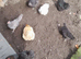 Bantam chickens
