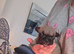 Kc reg french bulldogs