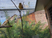 Baby Fife Canaries For Sale