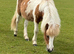 Shetland x dhp yearling filly