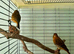 Canaries x 4