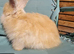 Beautiful baby angora rabbits