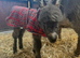 Minituare Mediterranean Colt